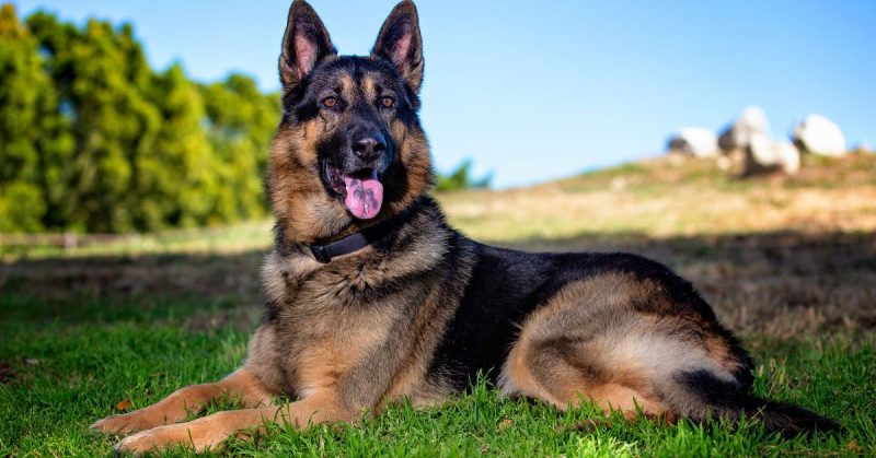 Korthåret schæfer – Tamhund