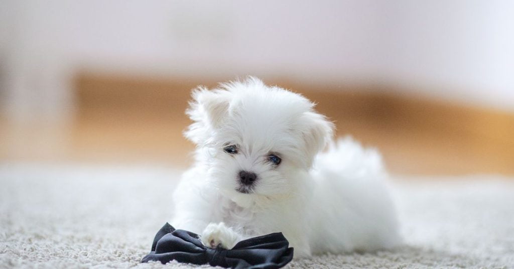 Malteser valp – Tamhund