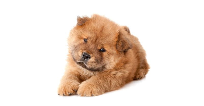 Chow Chow valp – Tamhund