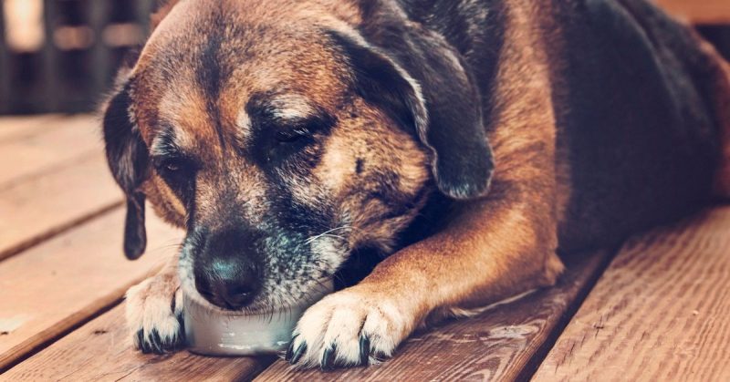 Kan hunder spise kål