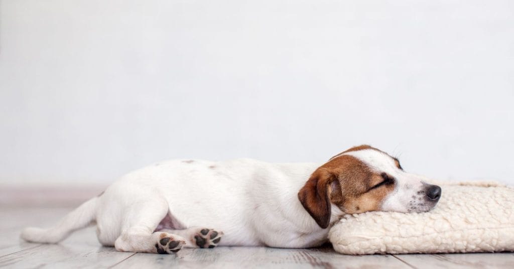 Hvor mye skal en valp sove – Tamhund