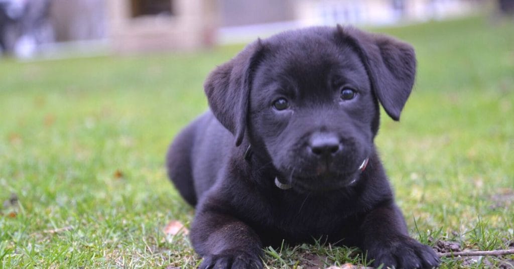 Svart labrador valp – Tamhund
