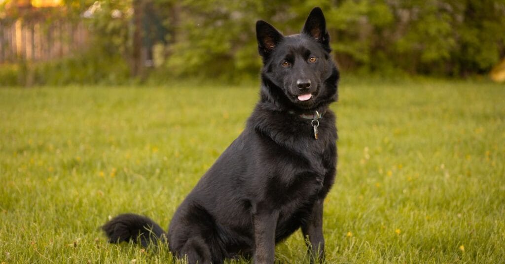Schipperke valp – Tamhund