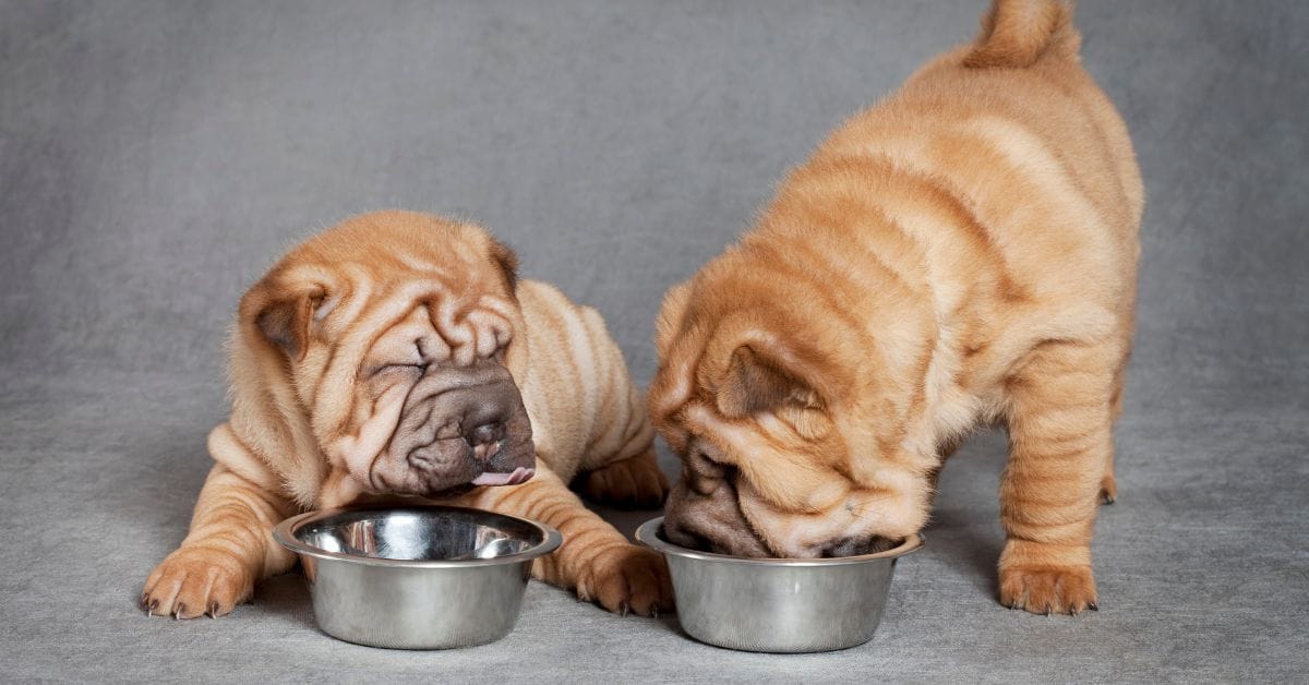 Hvor mye skal valp spise per dag – Tamhund