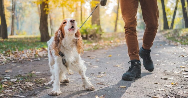 Bjeffing hos valp ved tidlig alder